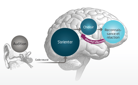 Schéma cerveau processus auditif et cognitif avec un appareil auditif Oticon Intent